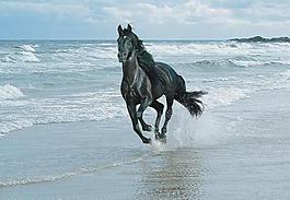 海滩奔跑的黑马图片