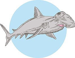 锤头鲨游泳