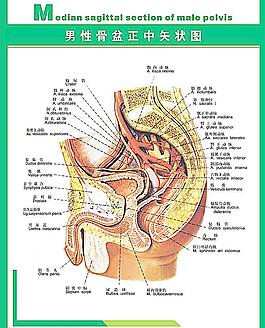 人体科普男性骨盘图片