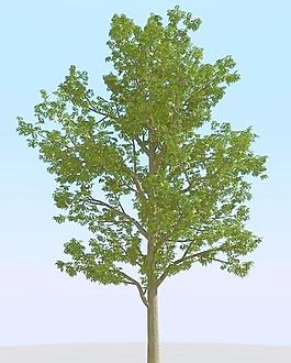 高精细灰树模型 ash tree 03