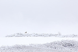 雪地场景