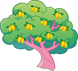 芒果树
