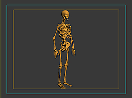 人体骨骼3dmax模型