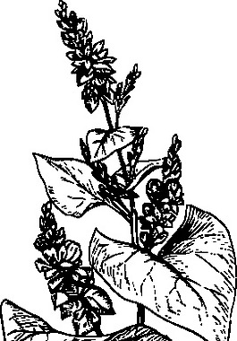 荞麦剪贴画
