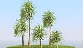 被风吹后的椰子树 棕榈树 ponytail palm 01