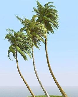 被风吹后的椰子树 coconut palm 06