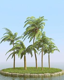 被风吹后的椰子树 coconut palm 01