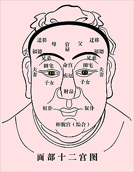 人體面相面部十二宮矢量圖