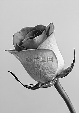 灰色的花图片 灰色的花素材 灰色的花模板免费下载 六图网