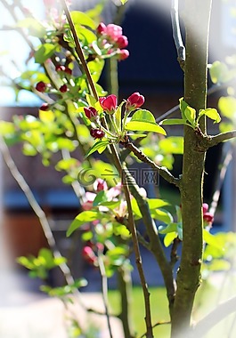 火炬树芽图片_火炬树芽素材_火炬树芽模板免费下载-六图网