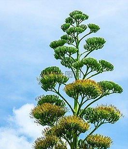 草莓舌图片_草莓舌素材_草莓舌模板免费下载