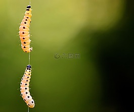 蛾幼虫图片蛾幼虫素材蛾幼虫模板免费下载 六图网