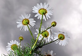 洋甘菊,开花,乌云