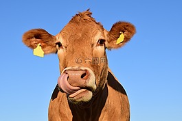 牛头旋照片图片