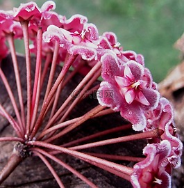 waxplant,霍亚,粉红色