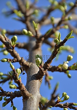 春天,花蕾,性質