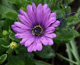 花,紫色的小花,雛菊