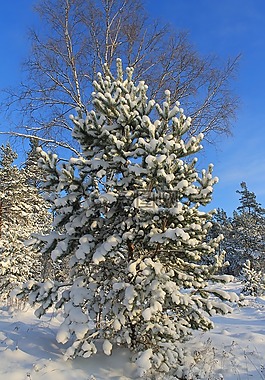 冬天,松樹,雪