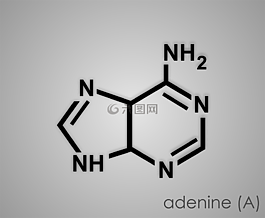 腺嘌呤,嘌呤,痛风