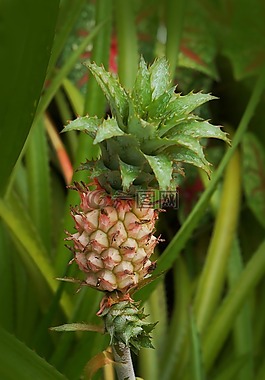 菠萝果,尖尖的,水果