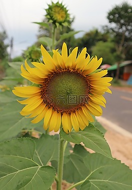 向日葵,夏季,顏色