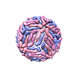 登革热,病毒,三维结构