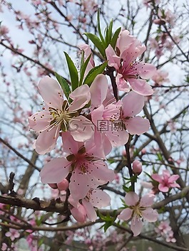 花桃图片 花桃素材 花桃模板免费下载 六图网