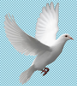 展翅高飞的鸽子免抠png透明图层素材