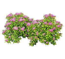 牡丹花丛图片_牡丹花丛素材_牡丹花丛模板免费下载-六图网