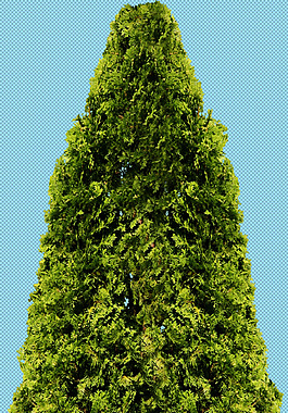 绿色枞树圣诞树免抠png透明图层素材