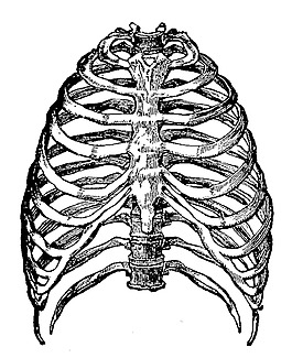 手绘胸腔肋骨素描免抠png透明素材