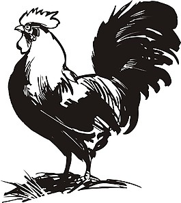 黑白手绘鸡素材