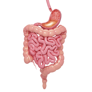 胃肠壁